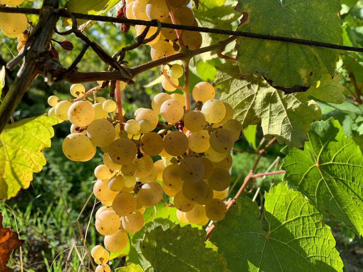 Vila Zur Alten Rebe Ferienhaus Und Weingut Konz Exteriér fotografie