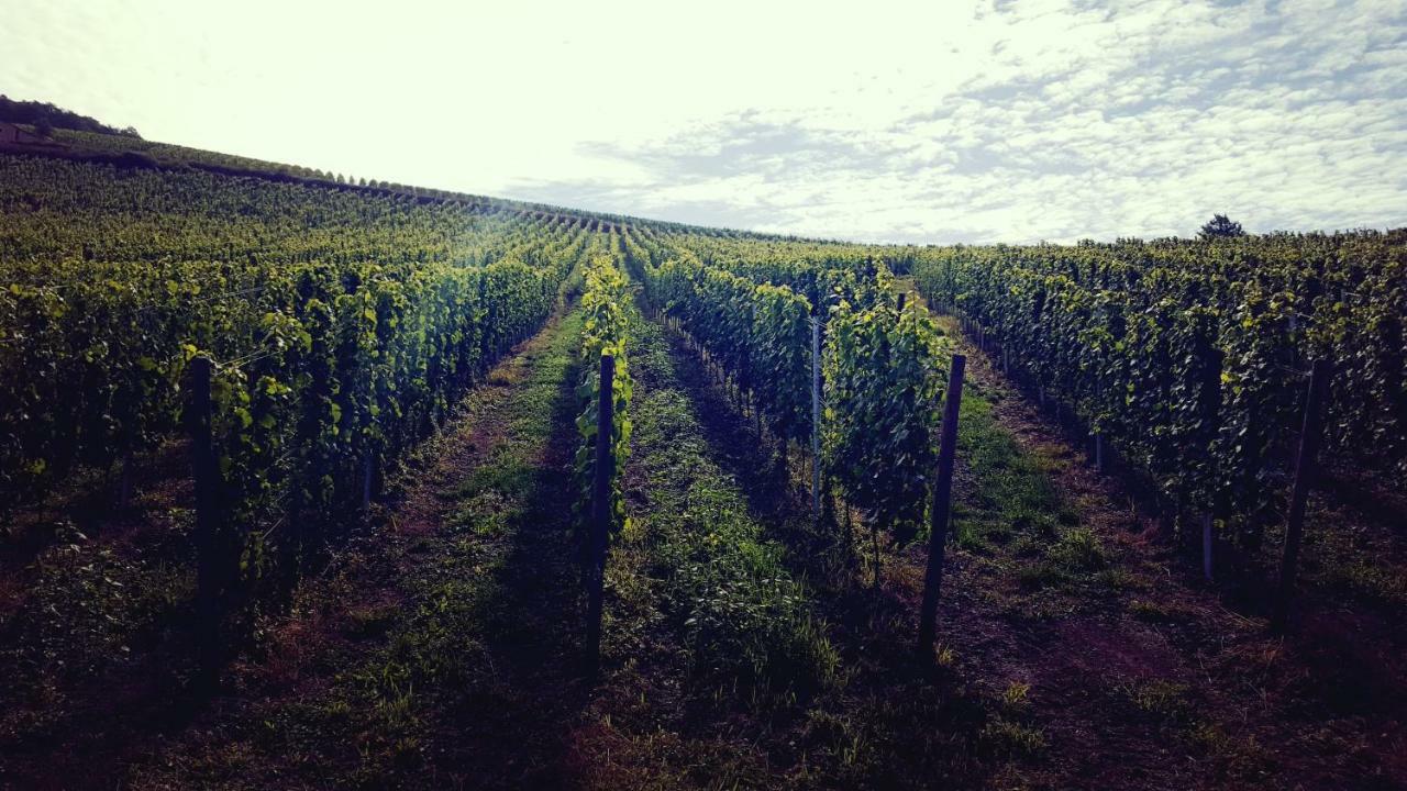 Zur Alten Rebe Ferienhaus Und Weingut Konz Exteriér fotografie