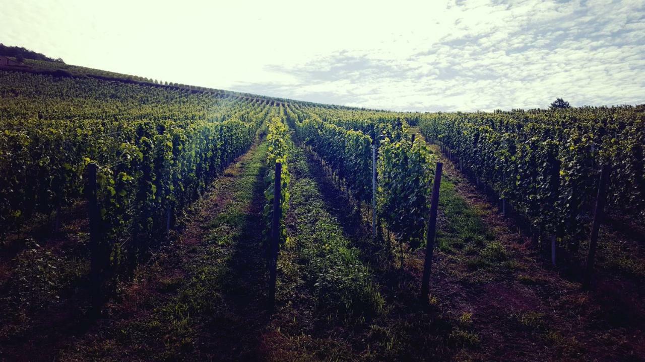 Vila Zur Alten Rebe Ferienhaus Und Weingut Konz Exteriér fotografie